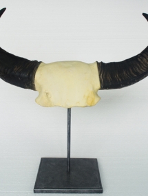 AS-708B_Buffalo Horn on Metal Stand