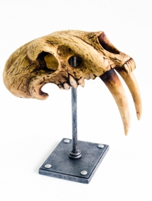 AS-723B_Aged Saber Tooth on metal stand