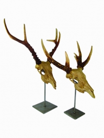 AS-909 New antler Horn on Stand