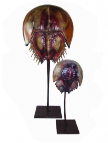 AS-937_ Horseshoe Crab