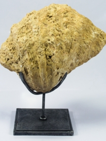 ID-146_Fossilized Medium Clam