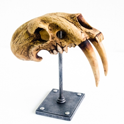 AS-723B_Aged Saber Tooth on metal stand