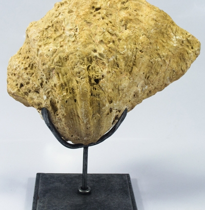 ID-146_Fossilized Medium Clam